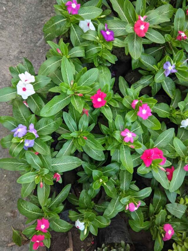 periwinkle